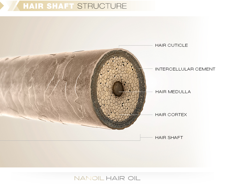 Hair shaft structure. 