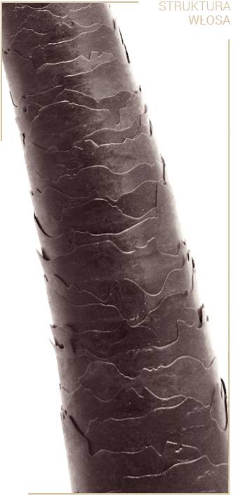 Structure of low porosity hair