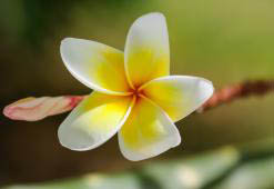 Monoi oil in hair care – stunning and fragrant incomer from Tahiti