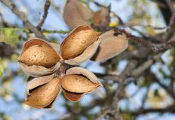 Gentle Skin & Hair Care with Sweet Almond Oil
