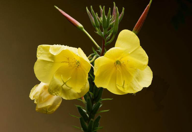 Evening primrose oil – beautifying power of yellow flowers