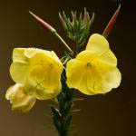 Evening primrose oil – beautifying power of yellow flowers
