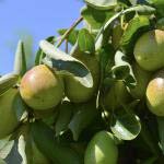 Jojoba Oil - Perfect Enhancer for Hair & All Skin Types